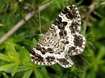 Epirrhoe tristata L. adulte - ©Jean-Franois Maradan