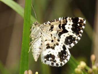 Epirrhoe tristata L. adulte - ©Jean-Franois Maradan