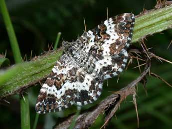 Epirrhoe tristata L. adulte - Philippe Mothiron