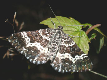 Epirrhoe tristata L. adulte - Philippe Mothiron