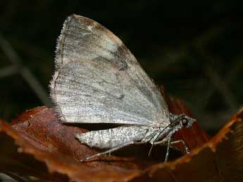 Dysstroma truncata Hfn. adulte - Philippe Mothiron