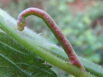  Chenille de Dysstroma truncata Hfn. - ©Brigitte Seys