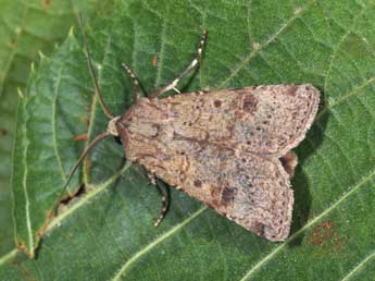 Agrotis trux Hb. adulte - ©Philippe Mothiron