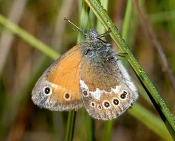 Coenonympha tullia Mller adulte - ©Michel Rauch