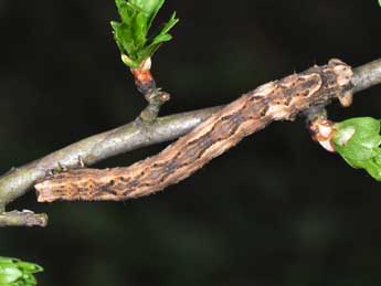  Chenille de Crocallis tusciaria Bkh. - ©Philippe Mothiron