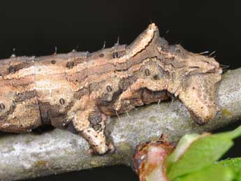  Chenille de Crocallis tusciaria Bkh. - Philippe Mothiron