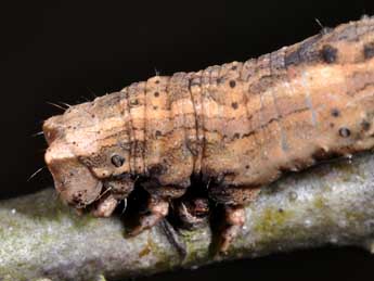  Chenille de Crocallis tusciaria Bkh. - ©Philippe Mothiron