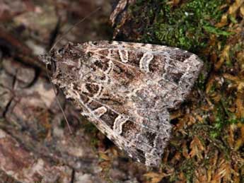 Naenia typica L. adulte - ©Samuel Ducept