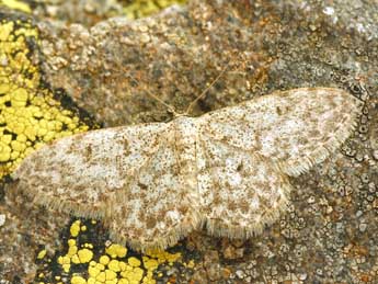 Idaea typicata Gn. adulte - ©Daniel Morel