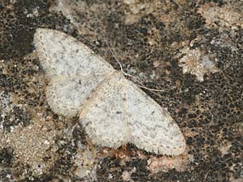 Idaea typicata Gn. adulte - Daniel Morel