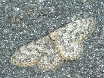 Idaea typicata Gn. adulte - ©Daniel Morel