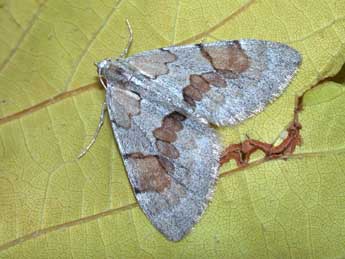 Pennithera ulicata Rbr adulte - ©Philippe Mothiron