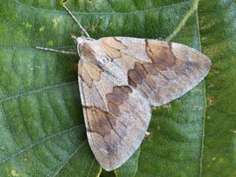 Pennithera ulicata Rbr adulte - Daniel Morel