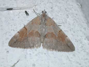 Pennithera ulicata Rbr adulte - Philippe Mothiron