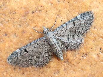 Eupithecia ultimaria Bsdv. adulte - ©Daniel Morel