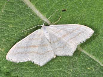 Scopula umbelaria Hb. adulte - Philippe Mothiron