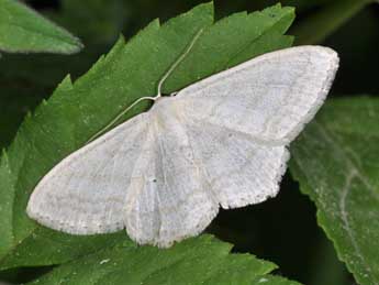 Scopula umbelaria Hb. adulte - Philippe Mothiron