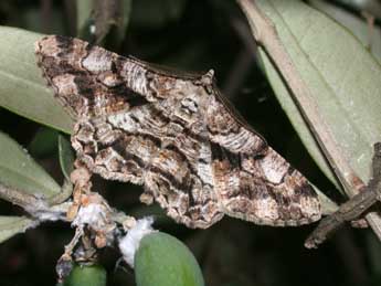 Peribatodes umbraria Hb. adulte - Philippe Mothiron