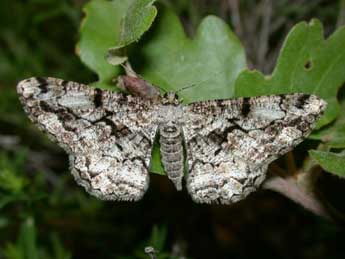 Peribatodes umbraria Hb. adulte - Philippe Mothiron