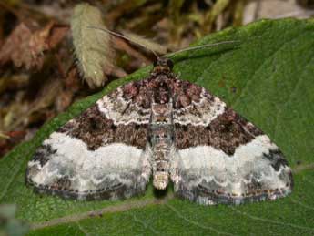 Euphyia unangulata Hw. adulte - Philippe Mothiron