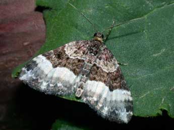 Euphyia unangulata Hw. adulte - Philippe Mothiron