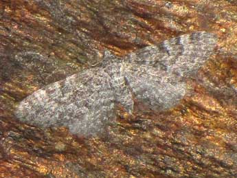 Eupithecia undata Frr adulte - Jean-Pierre Lamoline