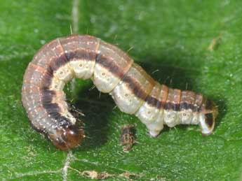  Chenille de Rheumaptera undulata L. - Philippe Mothiron