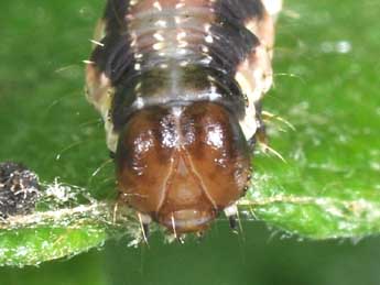  Chenille de Rheumaptera undulata L. - Philippe Mothiron