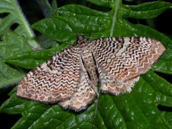 Rheumaptera undulata L. adulte - Philippe Mothiron