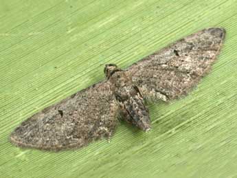 Eupithecia unedonata Mab. adulte - ©Daniel Morel