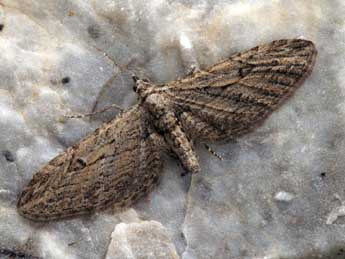 Eupithecia unedonata Mab. adulte - ©Daniel Morel