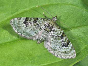 Chloroclystis v-ata Hw. adulte - Philippe Mothiron