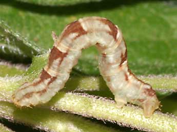  Chenille de Chloroclystis v-ata Hw. - ©Lionel Taurand