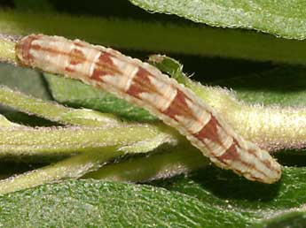  Chenille de Chloroclystis v-ata Hw. - ©Lionel Taurand