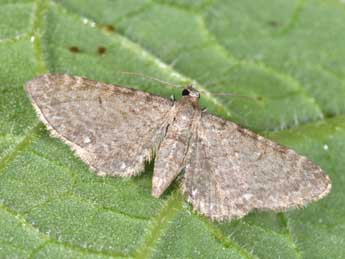 Eupithecia valerianata Hb. adulte - Philippe Mothiron