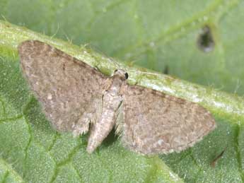 Eupithecia valerianata Hb. adulte - Philippe Mothiron