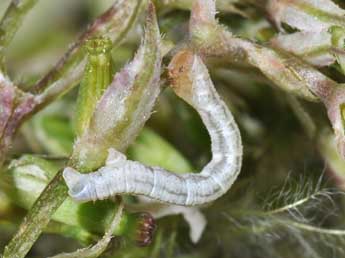  Chenille de Eupithecia valerianata Hb. - ©Philippe Mothiron