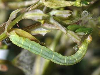  Chenille de Eupithecia valerianata Hb. - Philippe Mothiron