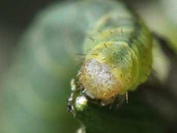  Chenille de Eupithecia valerianata Hb. - Philippe Mothiron