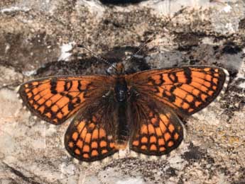 Melitaea varia H.-S. adulte - Daniel Morel