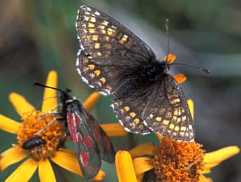 Melitaea varia H.-S. adulte - Tristan Lafranchis