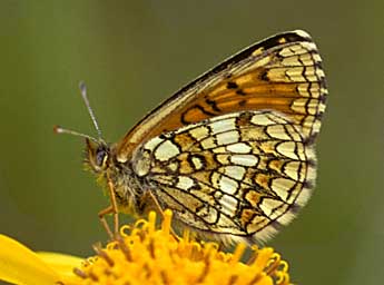 Melitaea varia H.-S. adulte - ©Tristan Lafranchis