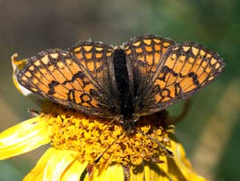 Melitaea varia H.-S. adulte - Tristan Lafranchis