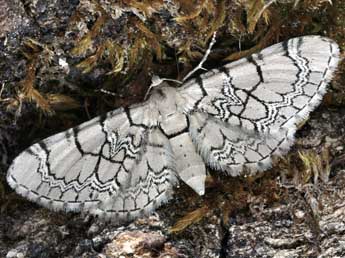 Eupithecia venosata F. adulte - Daniel Morel