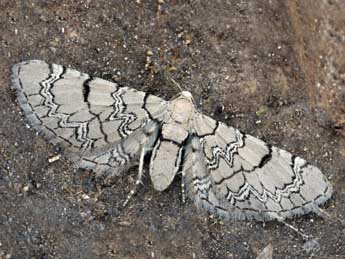 Eupithecia venosata F. adulte - ©Daniel Morel