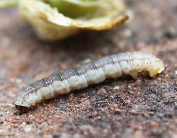  Chenille de Eupithecia venosata F. - ©Denis Vandromme