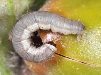  Chenille de Eupithecia venosata F. - Philippe Mothiron