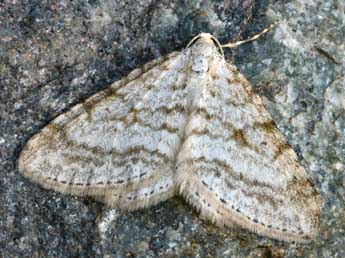 Mesotype verberata Scop. adulte - Daniel Morel