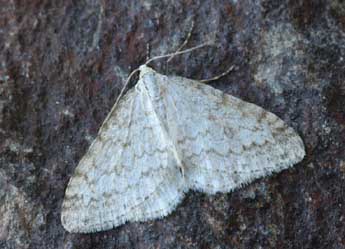 Mesotype verberata Scop. adulte - Daniel Morel