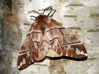 Endromis versicolora L. adulte - Sylvain Montagner